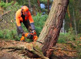 Trusted Redfield, SD  Tree Services Experts